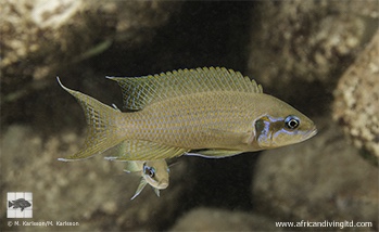 Neolamprologus brichardi 'Mtosi Point'